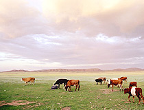 Kazakhstan agriculture - animal husbandry