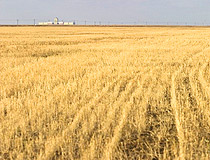 Kazakhstan agriculture - wheat