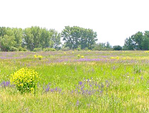 North Kazakhstan region scenery