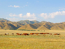 Zhambyl oblast horses